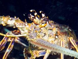 Lobster IMG 3254